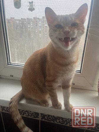 Отдам кота в добрые руки Донецк - изображение 2