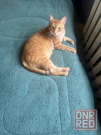 Отдам кота в добрые руки Донецк - изображение 3