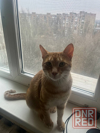 Отдам кота в добрые руки Донецк - изображение 1
