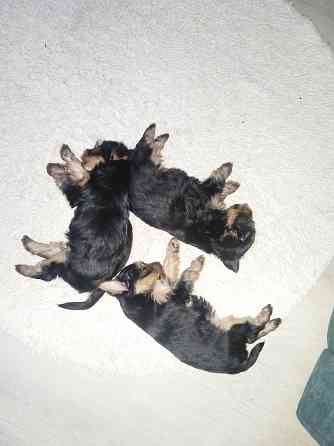 Щенки Донецк