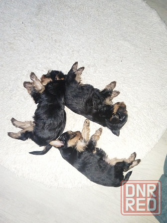 Щенки Донецк - изображение 1