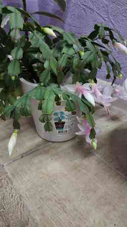 Декабрист шлюмбергера белый Донецк