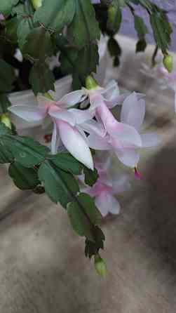 Декабрист шлюмбергера белый Донецк