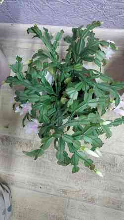 Декабрист шлюмбергера белый Донецк