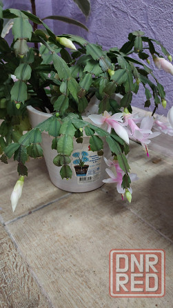 Декабрист шлюмбергера белый Донецк - изображение 2