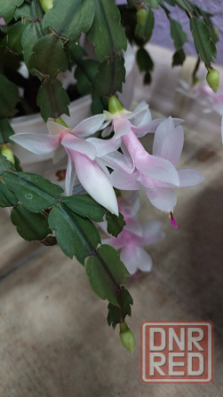 Декабрист шлюмбергера белый Донецк - изображение 1