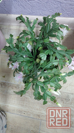 Декабрист шлюмбергера белый Донецк - изображение 3