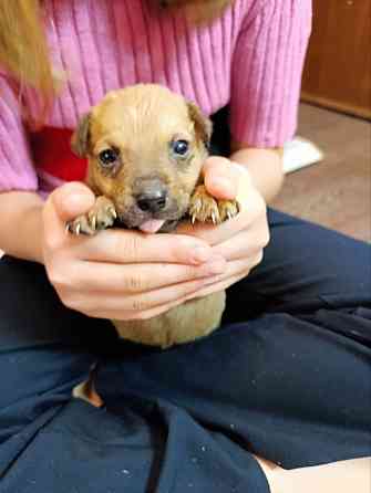 Щенки бесплатно Макеевка