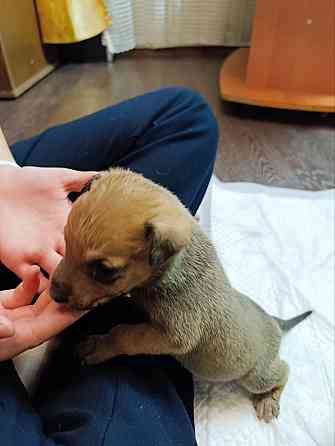 Щенки бесплатно Макеевка