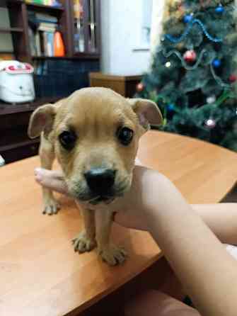 Щенок бесплатно в добрые руки Макеевка