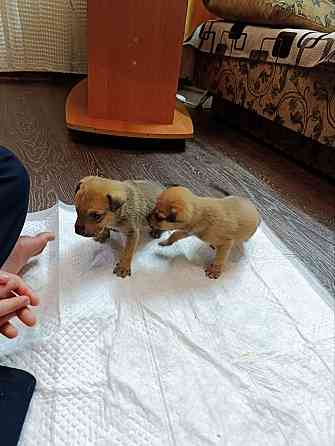 Щенки бесплатно Макеевка