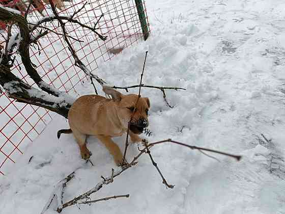 Щенок бесплатно в добрые руки Макеевка