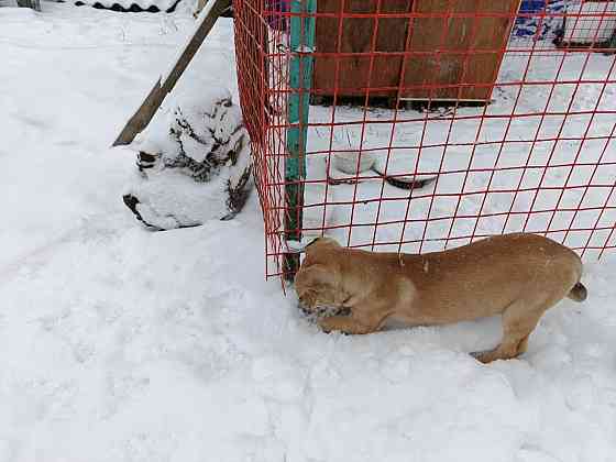 Щенок бесплатно в добрые руки Макеевка