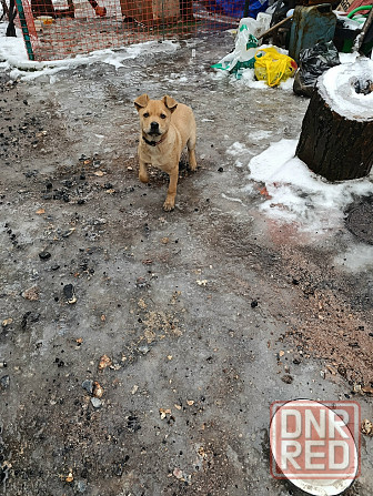 Щенок бесплатно в добрые руки Макеевка - изображение 1