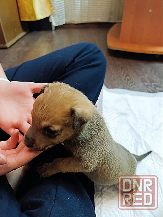 Щенки бесплатно Макеевка - изображение 2