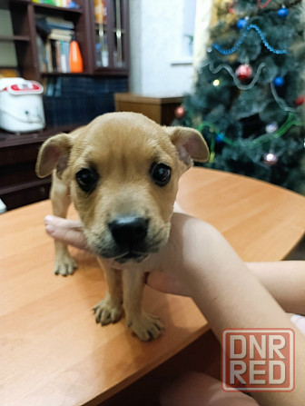 Щенок бесплатно в добрые руки Макеевка - изображение 1