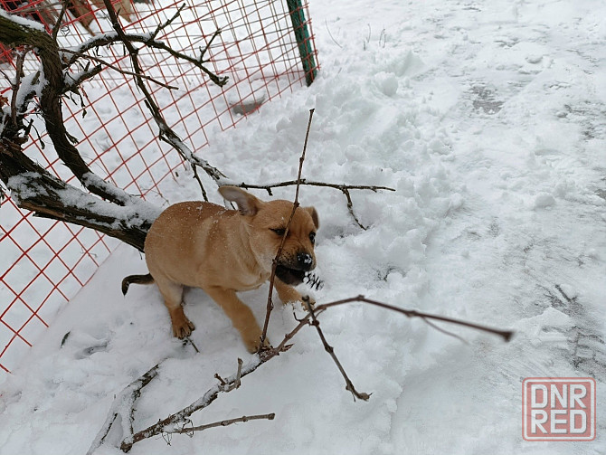 Щенок бесплатно в добрые руки Макеевка - изображение 2