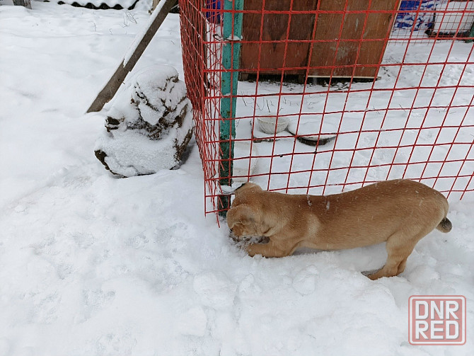 Щенок бесплатно в добрые руки Макеевка - изображение 3