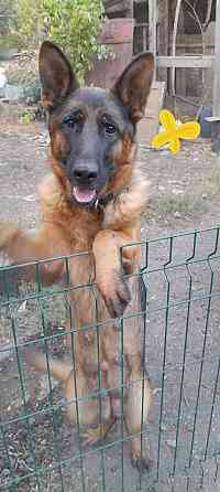 Немецкая овчарка Макеевка