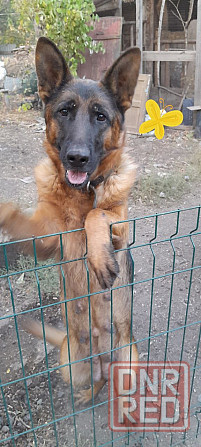 Немецкая овчарка Макеевка - изображение 1