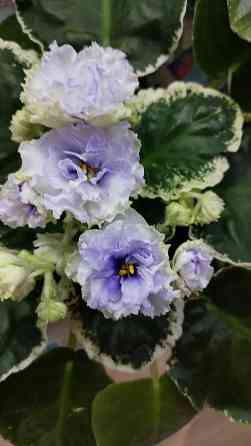 Цветущие фиалки Донецк