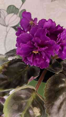 Цветущие фиалки Донецк