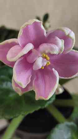 Цветущие фиалки Донецк