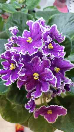 Цветущие фиалки Донецк