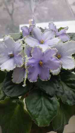 Цветущие фиалки Донецк