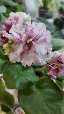 Цветущие фиалки Донецк