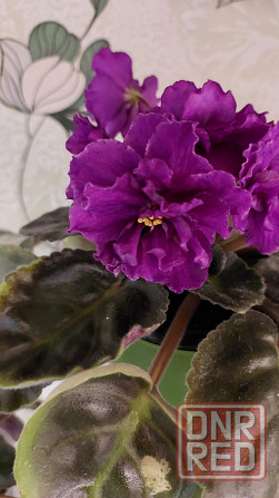 Цветущие фиалки Донецк - изображение 5