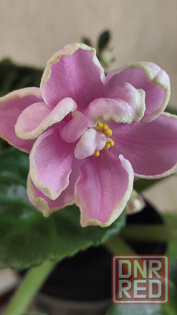 Цветущие фиалки Донецк - изображение 2