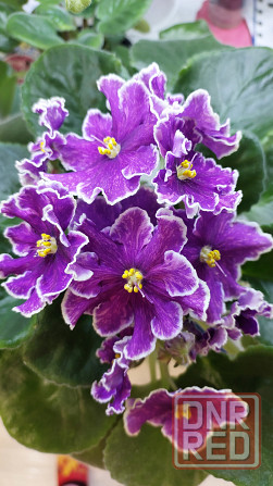 Цветущие фиалки Донецк - изображение 1