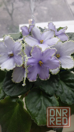 Цветущие фиалки Донецк - изображение 3