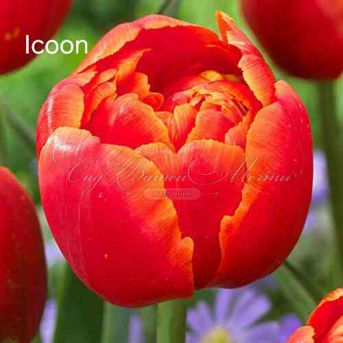 Тюльпаны к 8 Марта Донецк