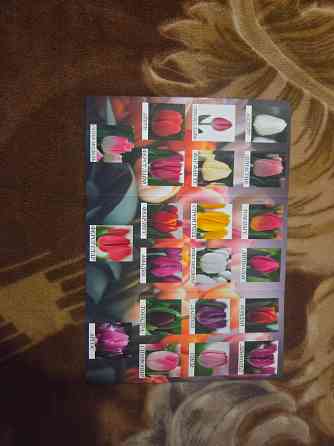 Тюльпаны к 8 Марта Донецк