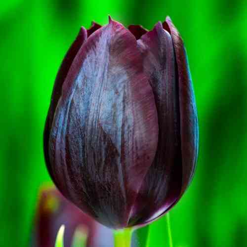 Тюльпаны к 8 Марта Донецк