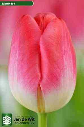 Тюльпаны к 8 Марта Донецк