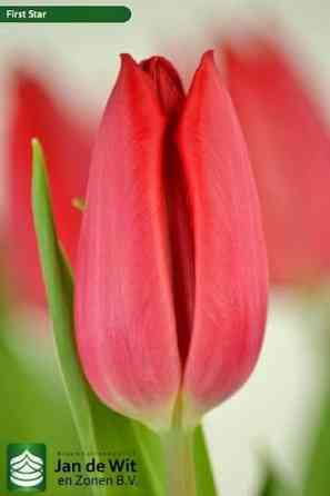 Тюльпаны к 8 Марта Донецк