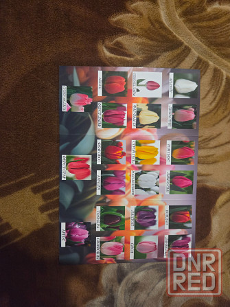 Тюльпаны к 8 Марта Донецк - изображение 1