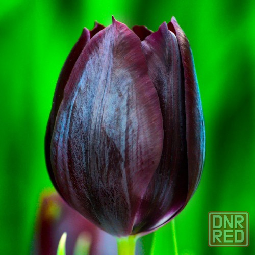 Тюльпаны к 8 Марта Донецк - изображение 2