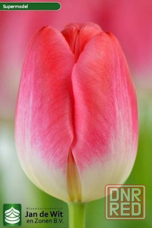 Тюльпаны к 8 Марта Донецк - изображение 3