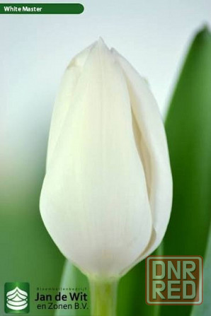 Тюльпаны к 8 Марта Донецк - изображение 4