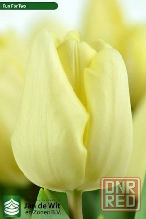 Тюльпаны к 8 Марта Донецк - изображение 8