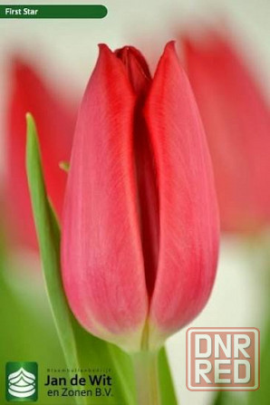 Тюльпаны к 8 Марта Донецк - изображение 5