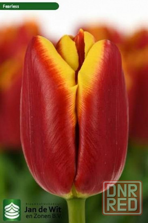 Тюльпаны к 8 Марта Донецк - изображение 7