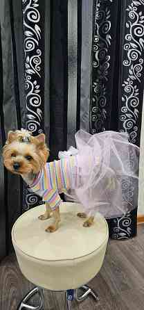 Юбочка для небольших собачек Макеевка