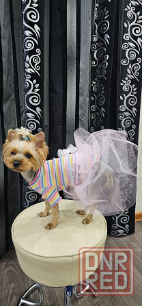 Юбочка для небольших собачек Макеевка - изображение 1