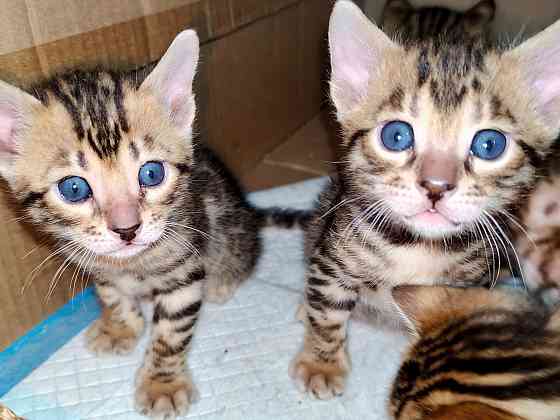 Продам бенгальских котят Донецк