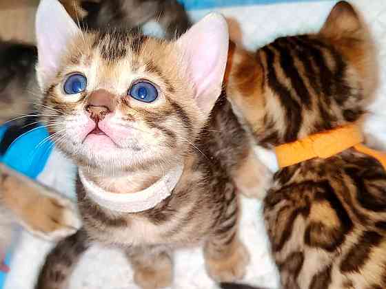 Продам бенгальских котят Донецк